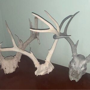 Rustic Antler Skull Decor